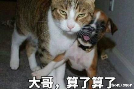 “贱名”好养活？盘点那些让人笑喷的狗狗名字，猪狗真是过分了啊