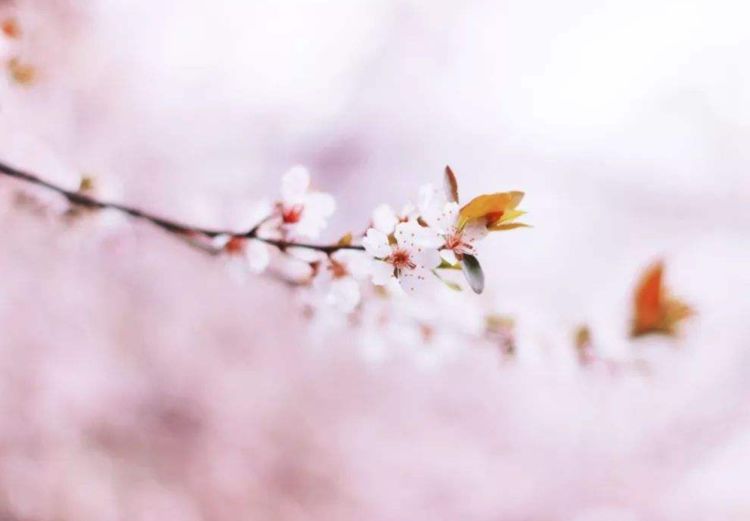 #生肖#非常好命的属相女，一生被人捧在手里，不愁金钱，注定富婆命