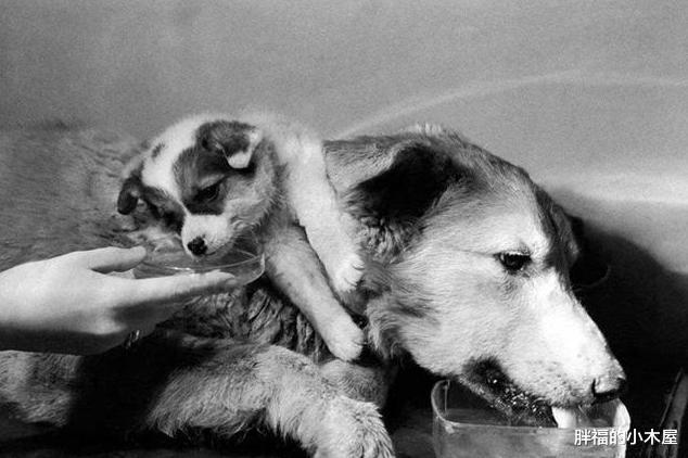 『水母』有谁能想到,这3大“恐怖生物”,其实是人类生化实验的结果