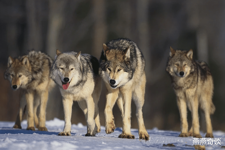 老虎@为什么老虎不吃狼，只是因为不喜欢狼肉吗？看完才知道老虎的智慧