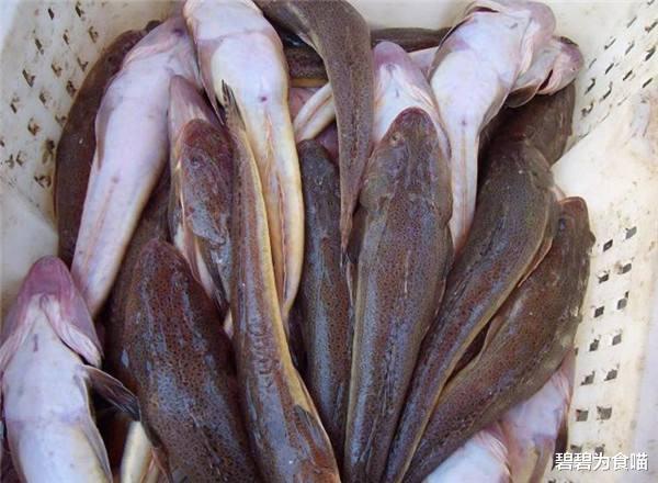 「」这种鱼在国内不值钱，只有潮汕人懂吃，到了日本它就成为高档货