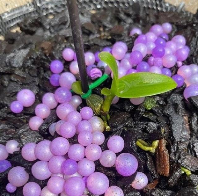 睹图|男子养的一盆变异兰花卖了352万，随后将这笔钱全都捐出去