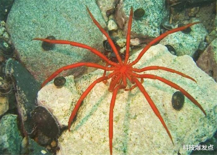 #蜘蛛#在地球上存在4.5亿年,似乎没有存在的意义,连人类都不吃!