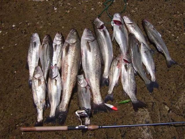 []它刺少肉多比鲫鱼营养，如今正是钓它的好时节，爱钓鱼的你别错过