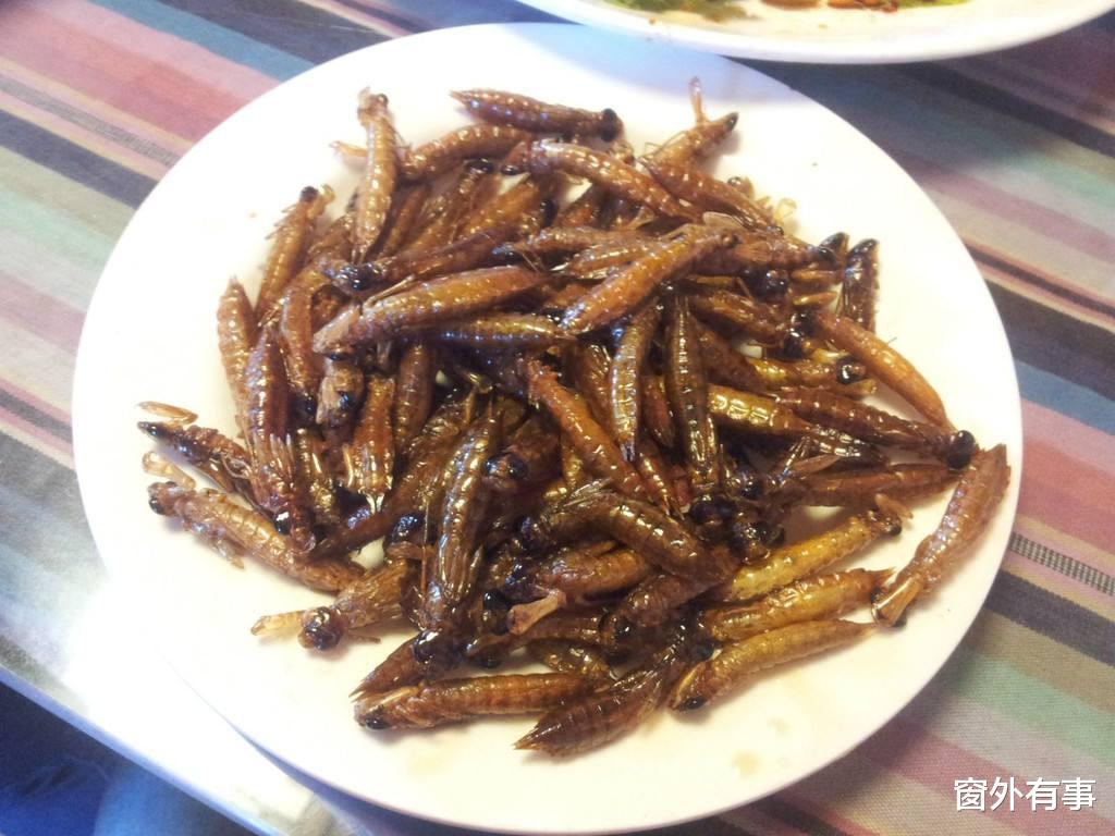 【蛋白质】它是蚊子“克星”，一生能吃掉10万只蚊子，却快被人类“吃绝”