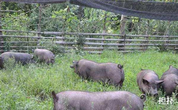 富豪过年拿出2个亿盖别墅，免费送给村民，结果却一套也送不出去