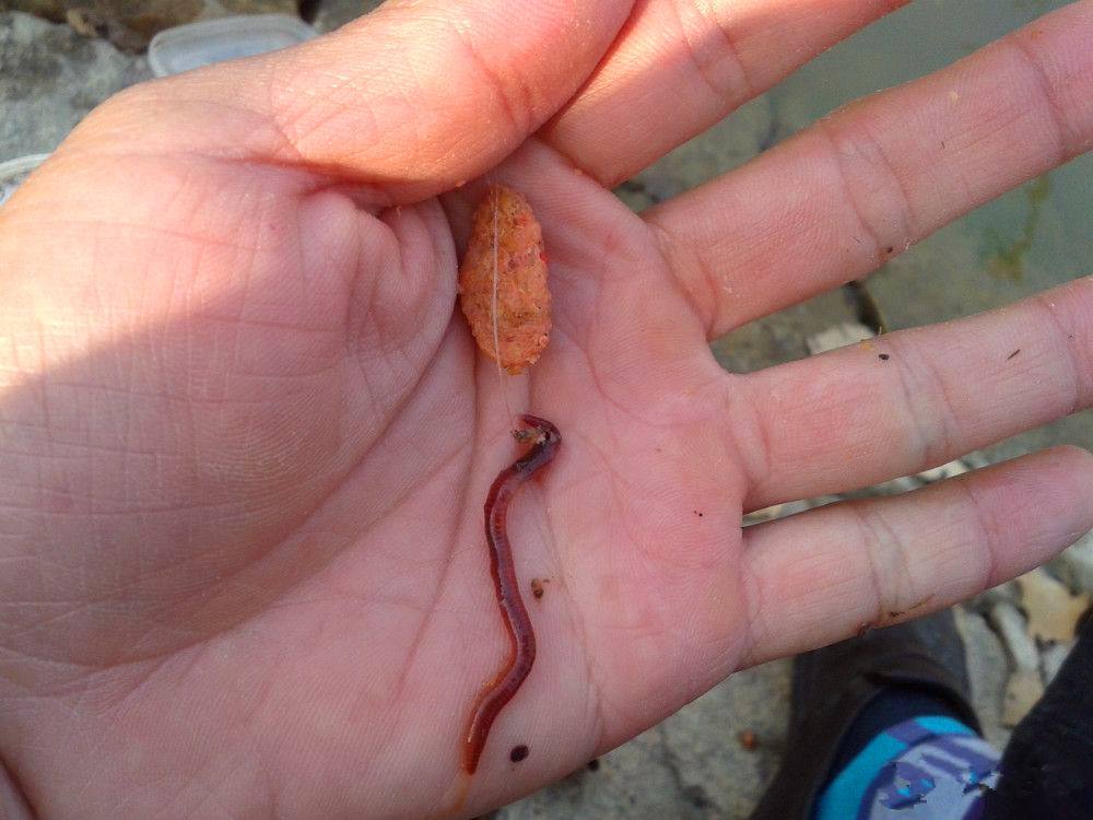 |为什么鱼喜欢吃蚯蚓？蚯蚓不生活在水中，为何能让鱼如此着迷？