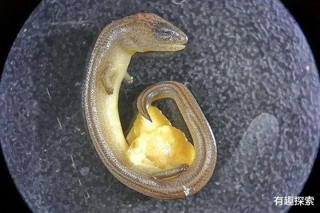 后代|胎生卵生同时进行,全球最古怪物种,一次产下一个活胎和三枚蛋