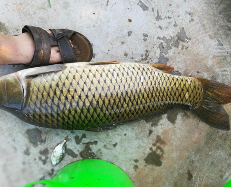 汉江|自然水域野钓小鱼闹窝，有效避开小杂鱼钓鱼方法，绵阳卡麦钓法（一）