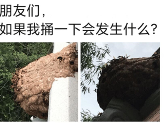 果冻|“请问，如果我手欠捅一下的话会发生什么？”哈哈哈找死的节奏啊！