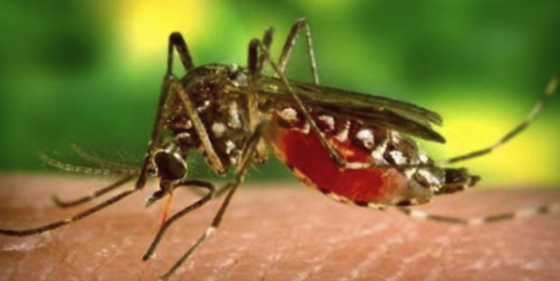 「蚊子」蚊子为什么要吸血，吸的血最后都去哪了？看完涨知识了
