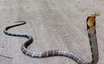 「眼镜王蛇」在农村看见两条眼镜王蛇正在交配，突然上面的眼镜王蛇把下面的给吃了！