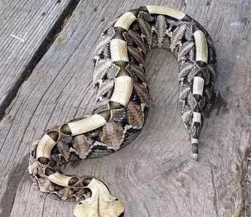 「毒蛇」世界体型最大的六种毒蛇, 黑曼巴仅排第四, 第一第二都在中国!  李青说娱乐