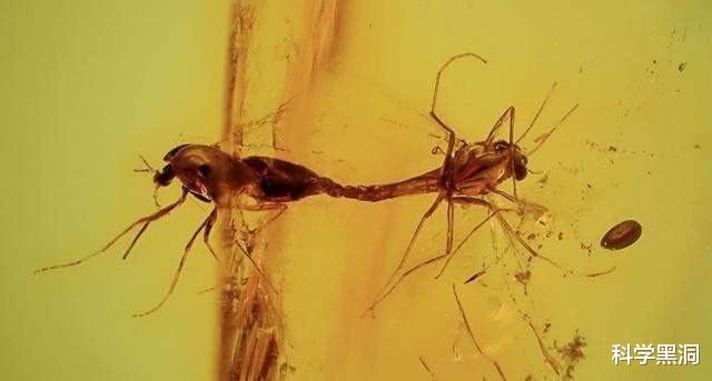 毒蛇▲最尴尬的事莫过于，交配时失去意识变化石，4700万年后还要被围观