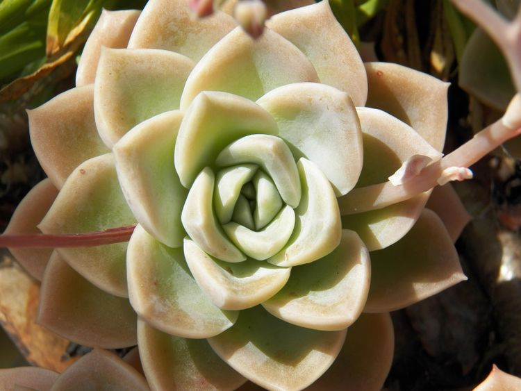 生肖|未来30天,桃花运旺盛,有真爱来敲门,有望摆脱单身的4大生肖