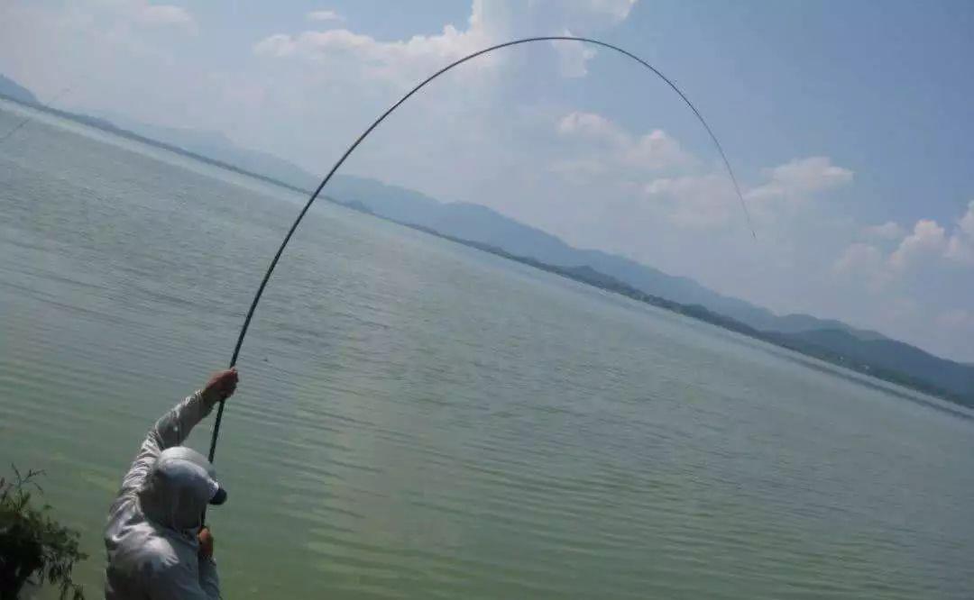 鲤鱼|钓大鱼，在这3个方面都耍点“流氓”，成功率要大得多