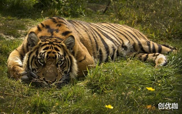 生肖|10月，姻缘到，红娘牵线，桃花运上涨，牵手真爱的3个星座