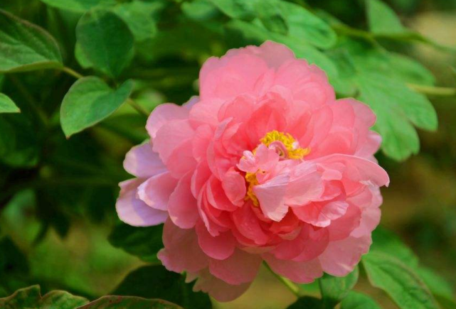 |9月18号到来此三属相走横财大运，大吉大利，钱财无缺