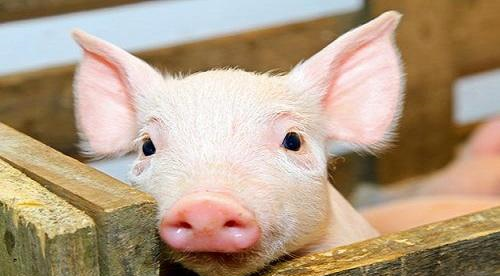 猪肉|“高价猪肉”已经维持很长一段时间了,为何迟迟降不下来?