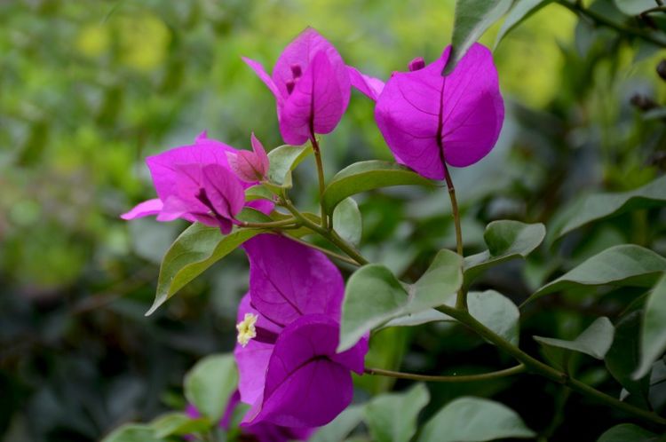 生肖|九月份起，财运随身，收入翻几倍，好运接福气，锦鲤大翻身的生肖