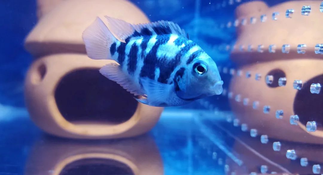 |鱼友故事：养的几条鱼，好不容易配对产卵，为啥又吃回去了