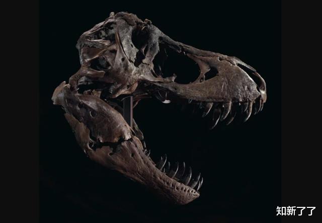 癌细胞|一具完整的霸王龙骨架将以创纪录的价格拍卖