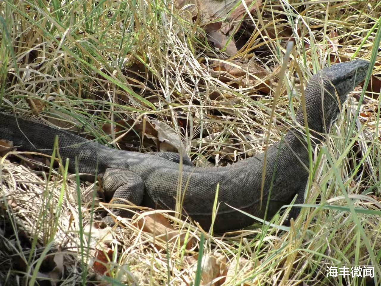 海丰|海丰网友发出的这只罕见动物，长相太吓人了！