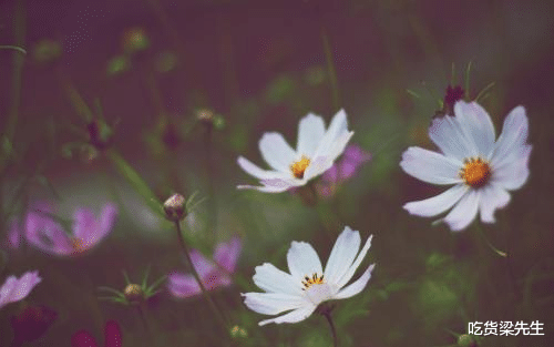 『万事如意』温柔贴心，善解人意，最懂得照顾人，男人都想爱的四大生肖女