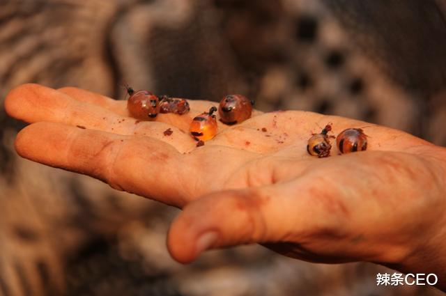 蜂蜜|唯一能吃的蚂蚁：蜜罐蚁，肚子鼓得像葡萄，挖一窝就能让你吃饱