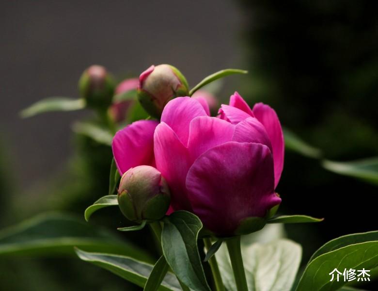 生肖@追求者超多的4大生肖，妥妥的美人坯子，异性缘从来不会差！