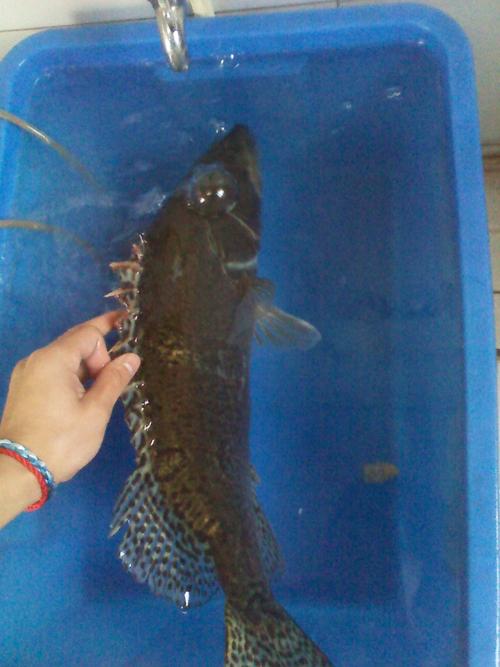 泥鳅|试试民间的这种钓法，大几率钓鳜鱼