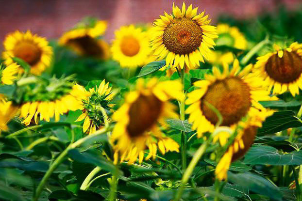 生肖|7月22号开始穷苦熬出头,五福临门,横财不断,有滋有味的生肖