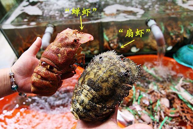 红枣■龙虾的亲兄弟：“蝉虾”和“扇虾”