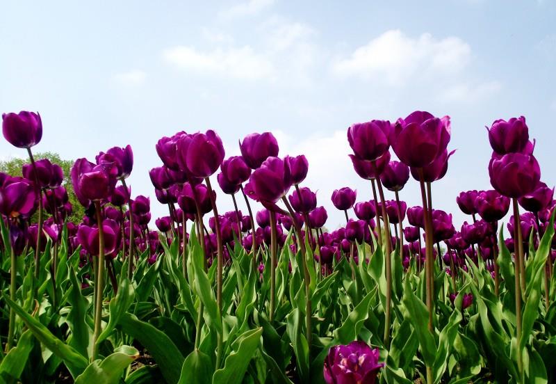 |下个月内，月老相助，异性缘最旺，与真爱一见钟情的四大生肖！