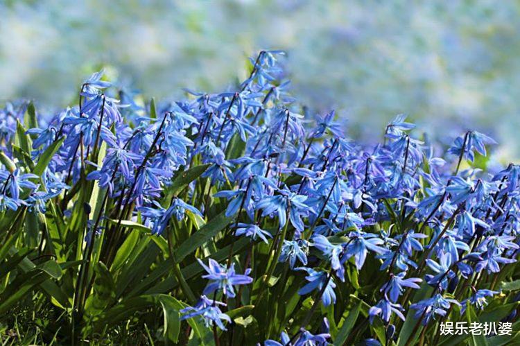 「生肖」十六天之内，缘分与桃花枯木再生，让爱情长长久久的4大生肖