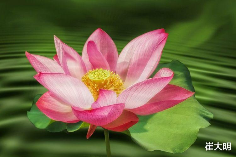 「生肖」6月下旬开始事业喜获丰收，财运不落后，日子不愁钱花的四大生肖