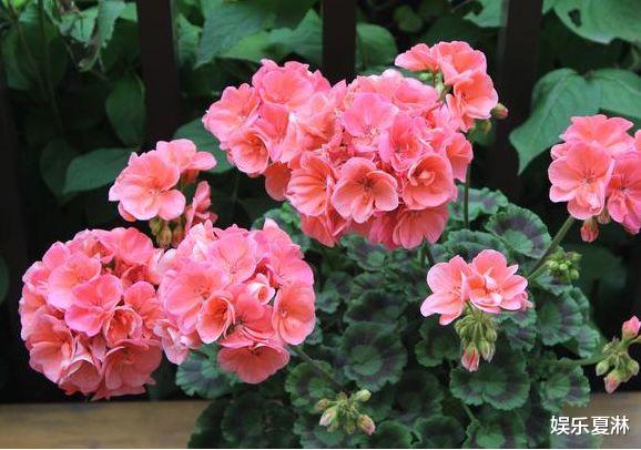 [水瓶座]下月，释怀过往，喜得真爱来敲门，3星座执子之手，从青丝到白发