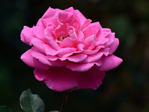 运势@未来一个月，4属相财运加身，富贵亨通，横财大发，日子顺心如意