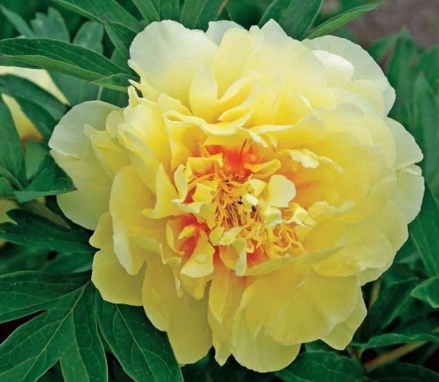 生肖|9月一到，喜事连连，财运旺盛，“喜事”接二连三的3生肖