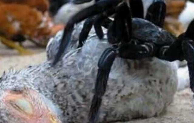 「蜘蛛」生物学家在亚马逊发现世界最大蜘蛛，体型如小狗大小，超过30公分