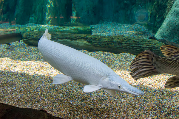 「物种入侵」最长3米，体重90公斤以上，“活化石”在中国被列入黑名单