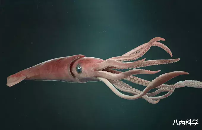 鲨鱼|鲨鱼VS大王乌贼?2米白鳍鲨身上现奇怪印记,或是巨型鱿鱼所为!