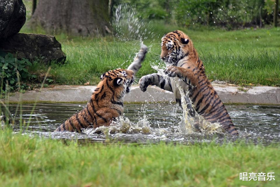 「」它是猫科中的武力担当, 拥有最强壮的身体和最致命的猎杀技巧