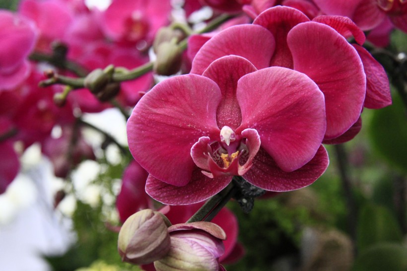 生肖|7月喜鹊报喜，月老送姻缘，结成姻缘喜事的四大生肖！