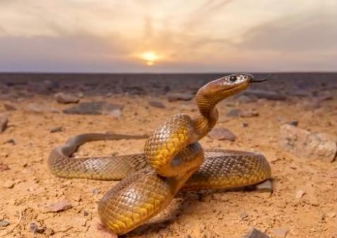水母■地球上公认的最毒生物，比眼镜蛇毒200倍，夏天去海边当心遇见它