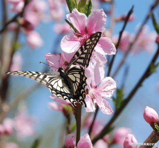 #运势#7月上旬开始，吉星当头，4属相运势节节高升，开启幸福生活
