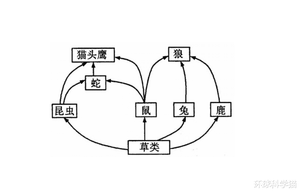女娲|蛇的天敌有哪些,最长的蛇寿命有多长?