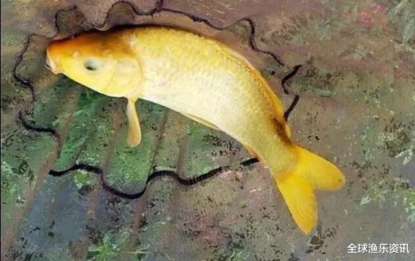 鲫鱼：十年野钓经验后才发现：一旦进入了夏季，这四种鲤鱼最感兴趣