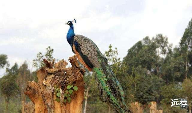 宣威■云南女子活抓孔雀给孩子拍照！还强行拔毛！你的形象真丑！