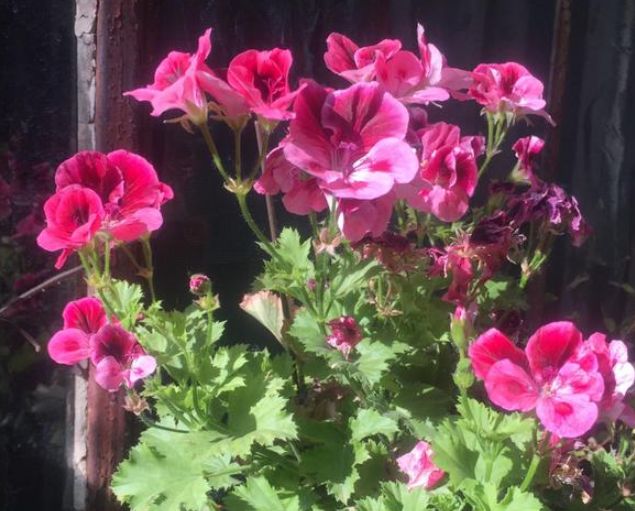 #健康运势#未来七天，桃花降临，旧人转身，诚心挽回旧情，只为找回丢失的你